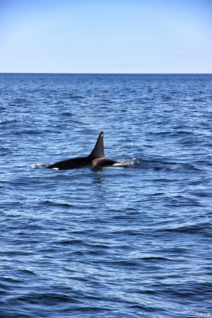 挪威挑战芬兰，贝尔格莱德等你来见证胜利的简单介绍