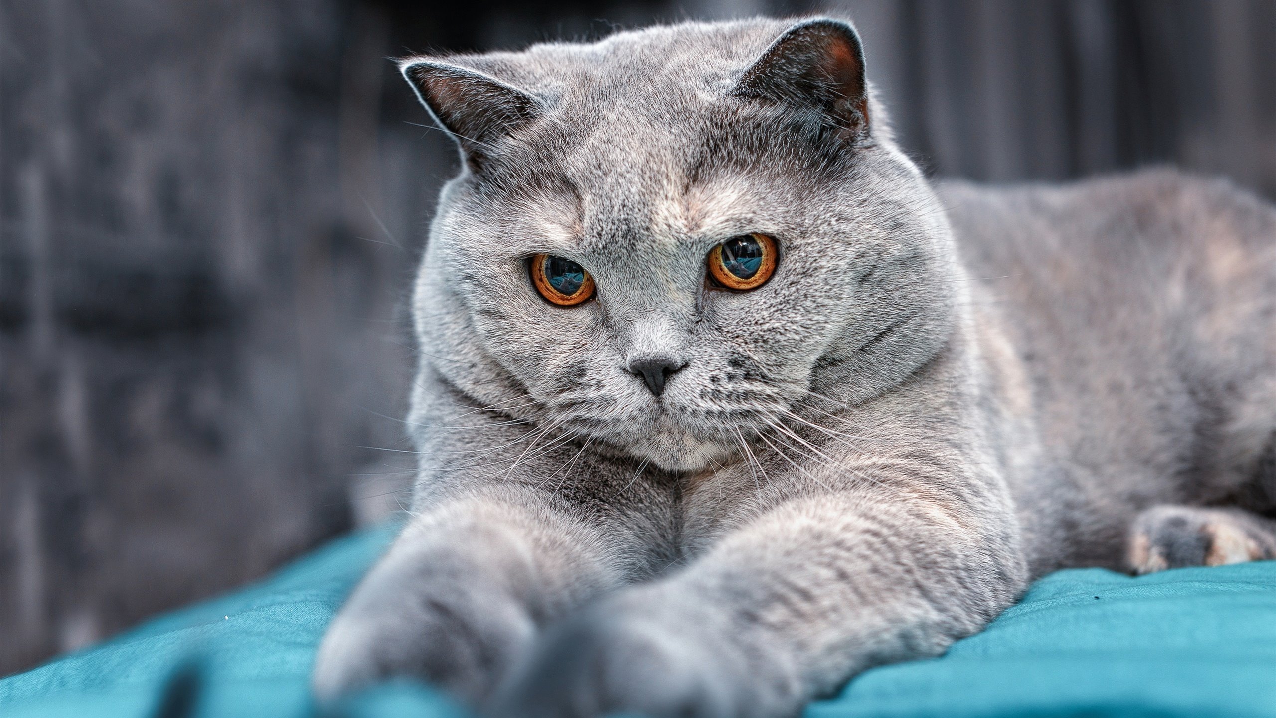 努涅斯，跨越半球的回声，新西兰对阵南非的终极救赎