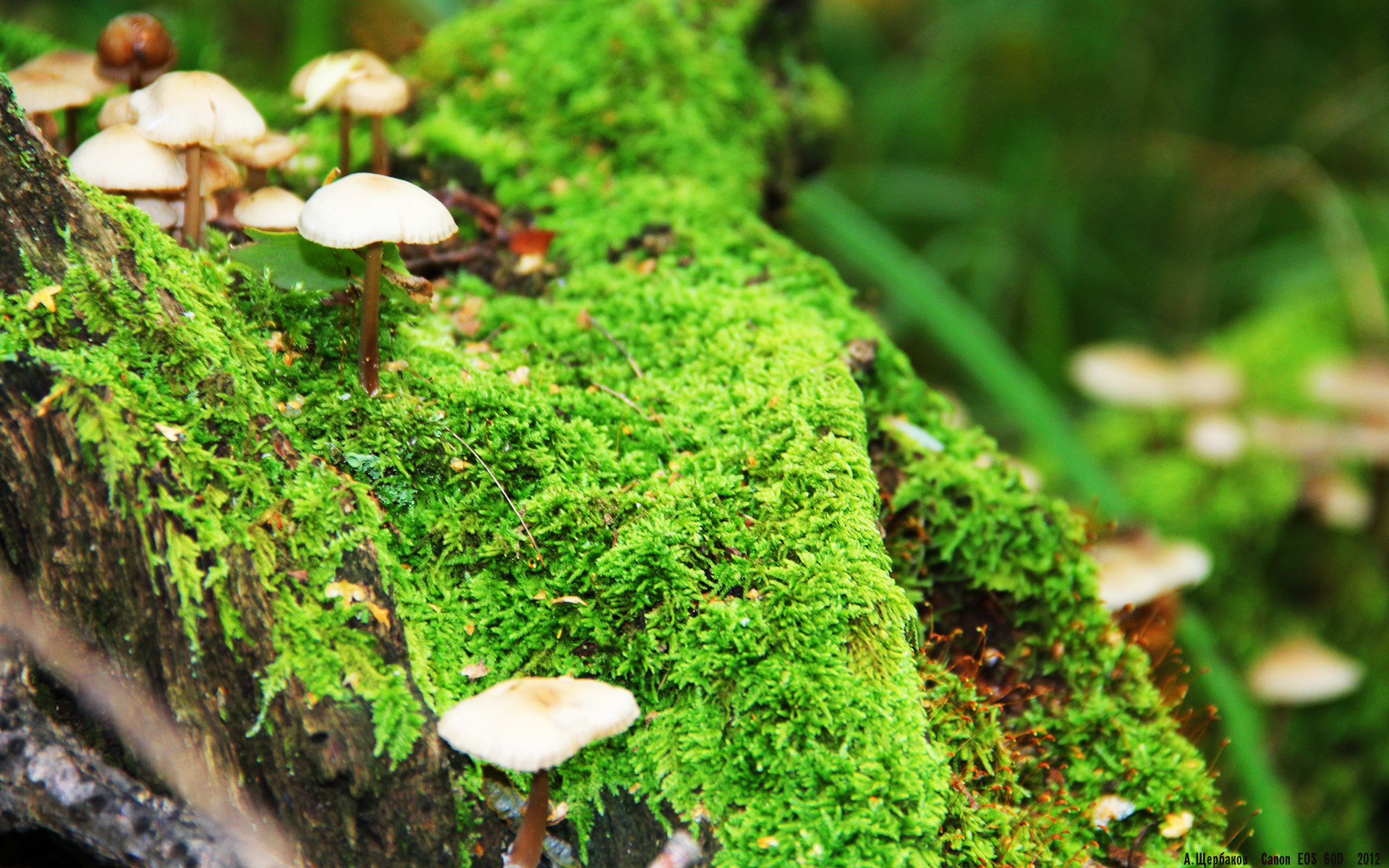 PG电子官网入口-从替补席到聚光灯下，坎特如何用坚韧定义NBA总决赛之夜