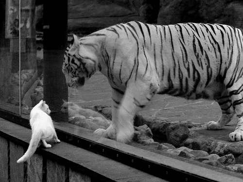 PG游戏APP-蓝色王朝的精密齿轮，恩佐·费尔南德斯如何以唯一方式驱动摩纳哥压制瑞士